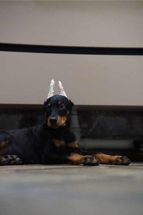 Щенки добермана на проджу