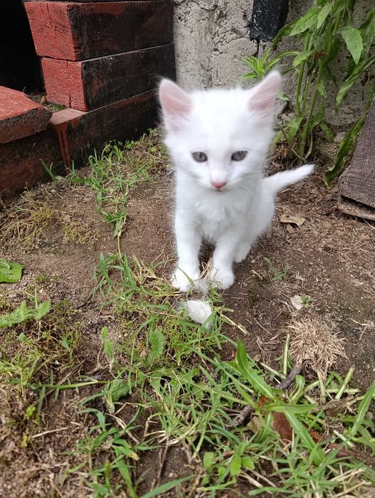 Котета на 7 седмици