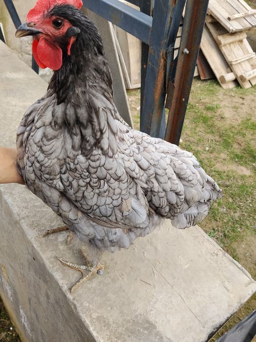 Jersi tovuq sotiladi