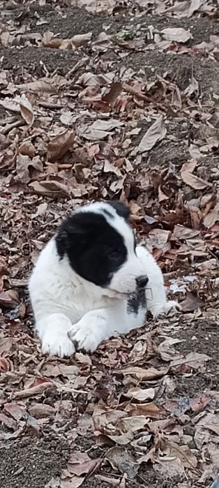 Продам щенков Алабая .