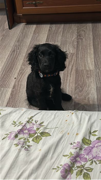 Зоогостиница передержка