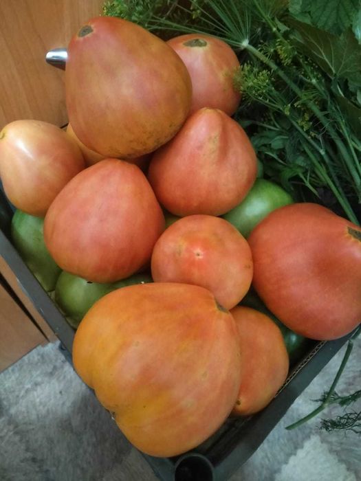 Помидоры, чеснок, огурцы, кабачки