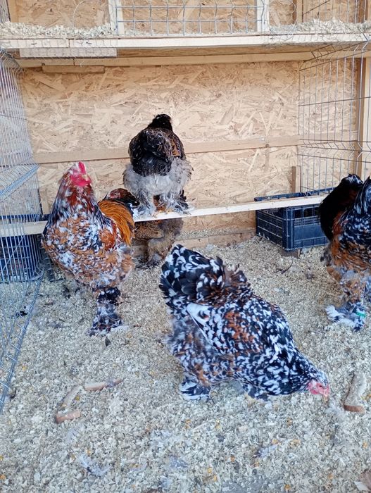 Ouă Brahma  pentru incubat