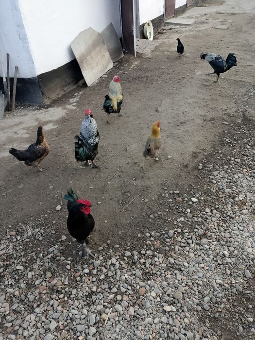 Продом карликовых петушков и курочек