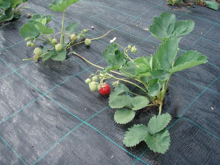 FOLIE AGROTEXTIL:Mulcire AFINI/CAPSUNI;0.83x100=220lei;1.3x100m=300lei