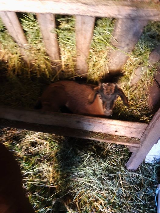 Vând familie de capre alpin francez tap capra și iada