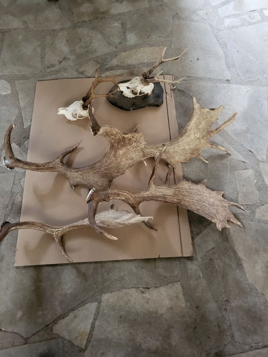 Продавам рога от срандак и лопатар