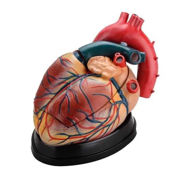 Муляж Model Mulyaj Макет Анатомические Муляжи Макеты доставка из Китая