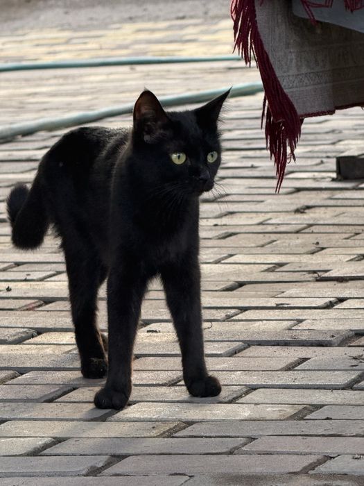 Отдам котят в хорошие руки