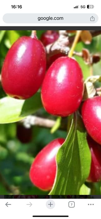 Дрян, Ядлив Кестен и орехи