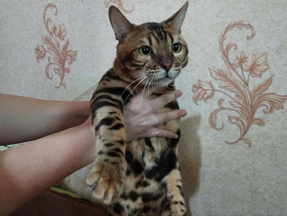 Великолепный кот приглашает кошечек навеску!