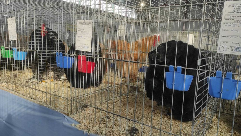 Cocos cochinchina uriaș bobat 2025