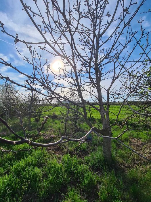 Teren intravilan - loc de casa Mihailesti