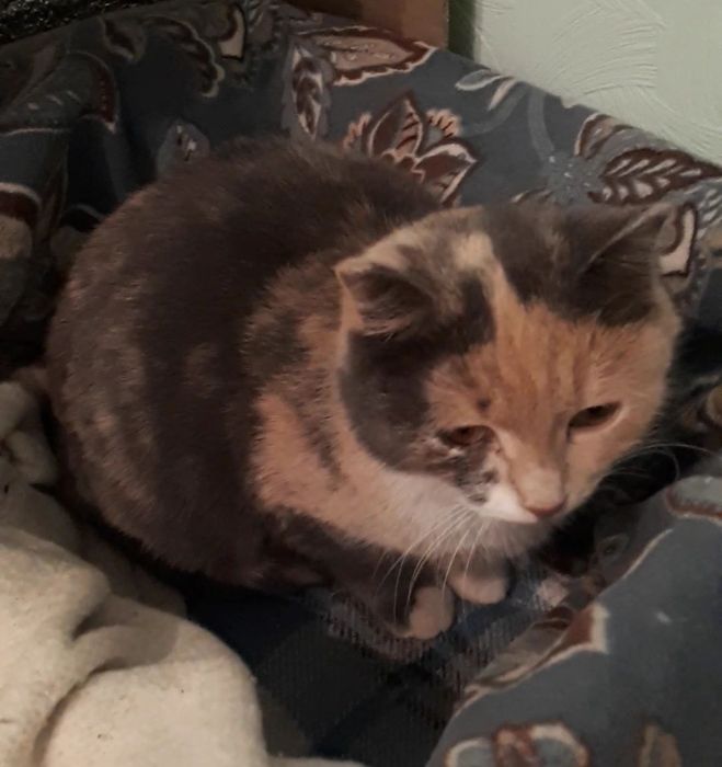 Кошка полупородистая стерилизованая