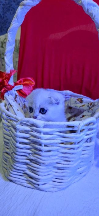 Шикарная Серебристая Шиншилла девочка