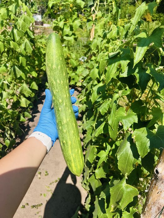 Продам дачу Здоровье