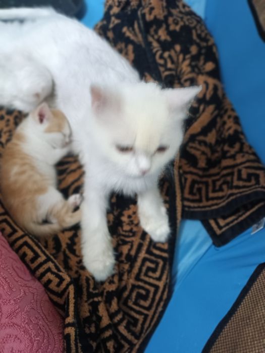 Отдаются котята в добрые, любищие  сердца