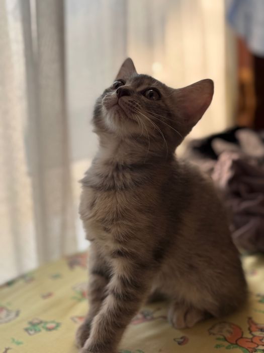Отдам котенка девочку.В Добрые руки