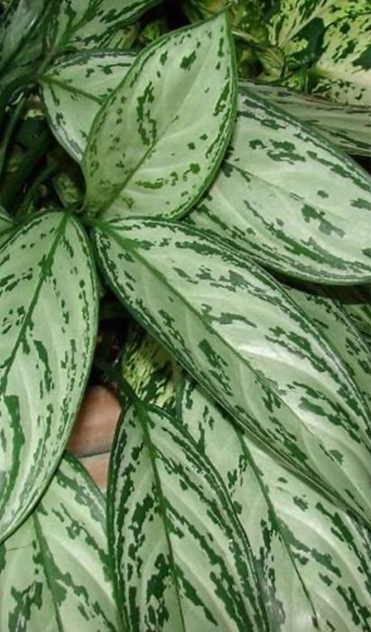 Aglaonema Silver Queen