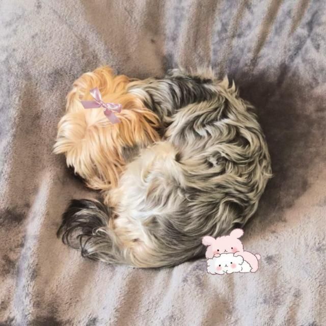 йоркширский терьер вязка