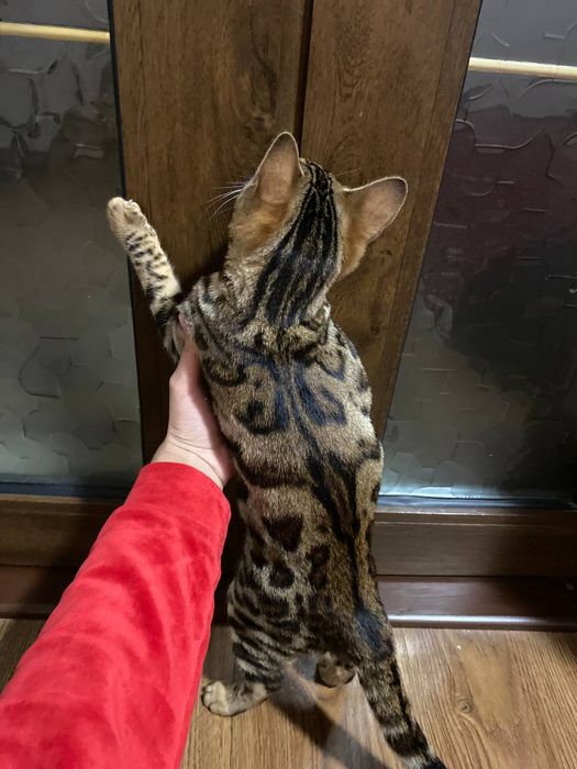 Chechen ayollari bilan qattiq guruh jinsiy aloqa