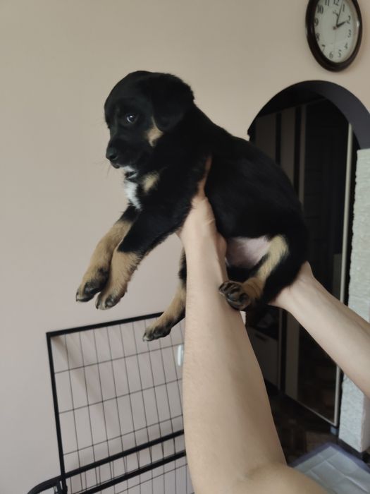 Щенок мальчик бесплатно