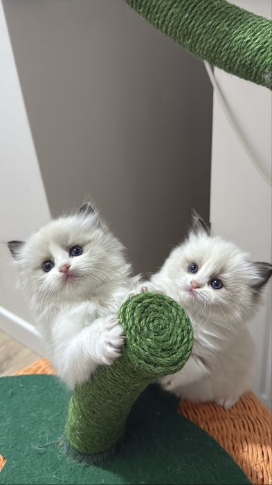 Рэгдолл Regdoll чистокровные!