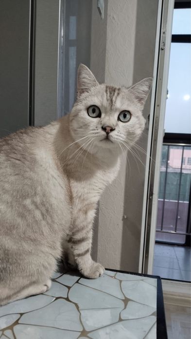 отдам кота шотландца