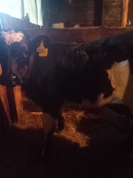 Продам теленка этого года