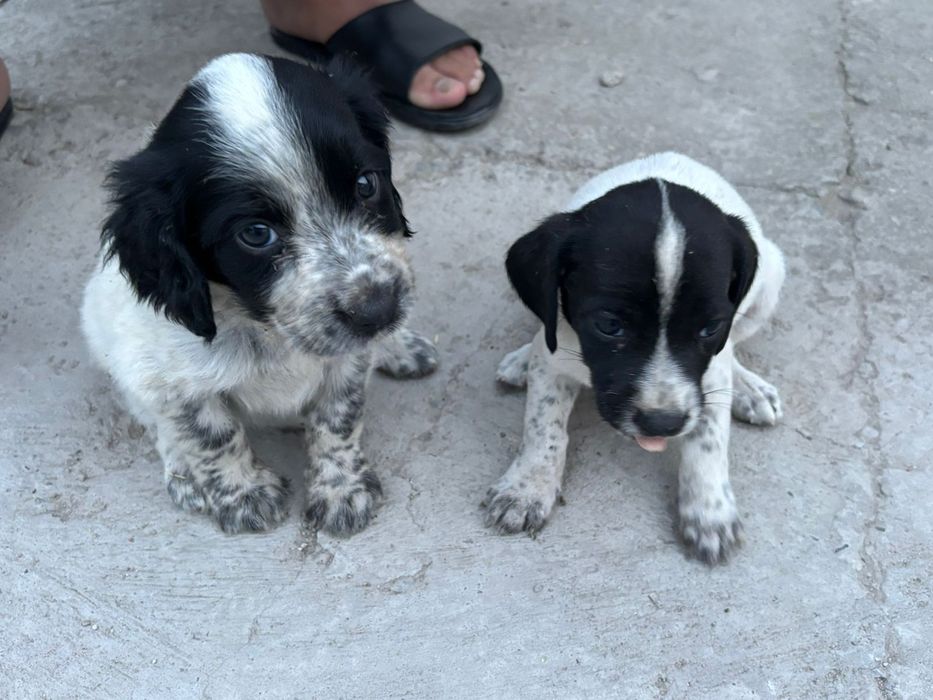 Охотничья псы 1,5 месяца