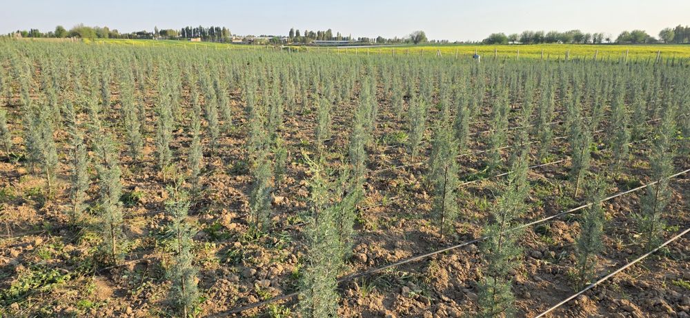 Аризонский кипарис 1 метрдан 2.5 гача 20$ дан 70$ гача