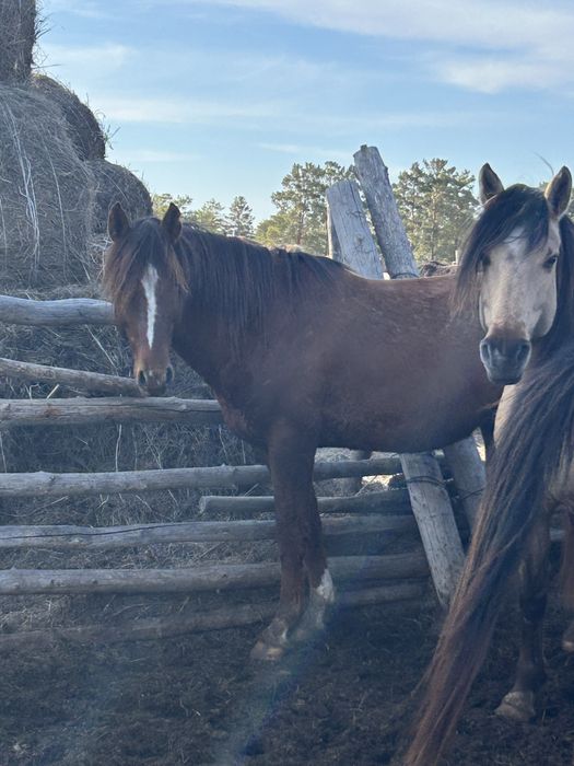 Продам жеребца 6 лет