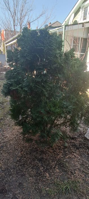 Туя.             .