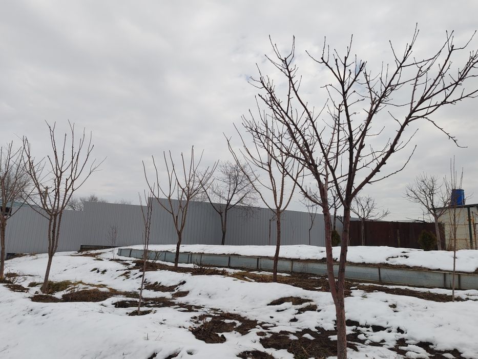 Обрезка плодовых деревьев