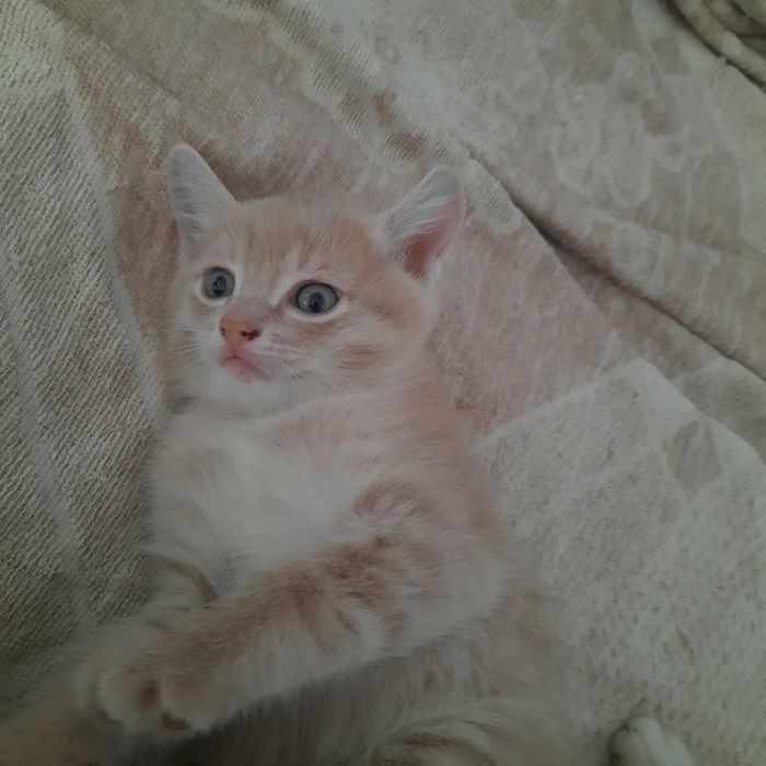 Котята, рыжий и серая