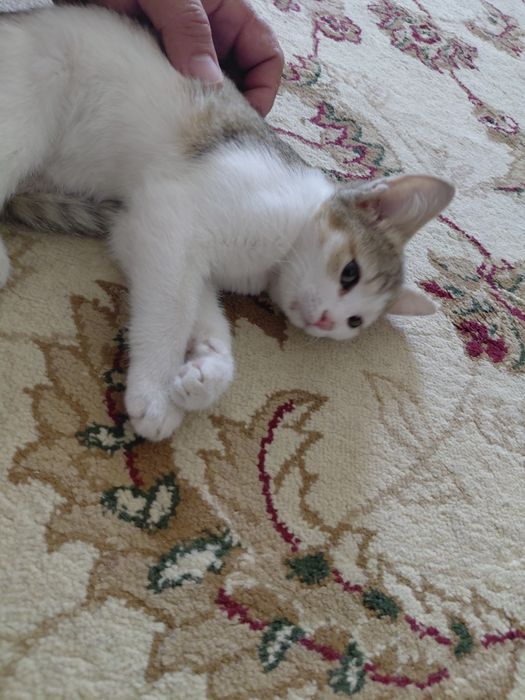 БЕСПЛАТНО. Котёнок девочка