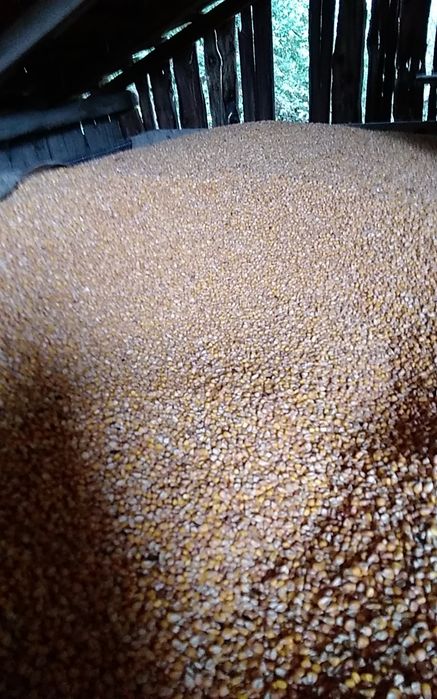 Vand porumb boabe recolta 2025