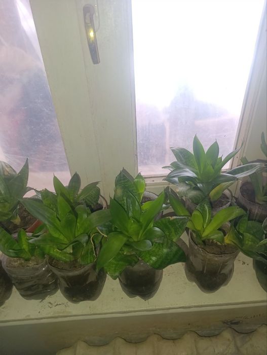 Гуллер сатылады бахасы 10000нан