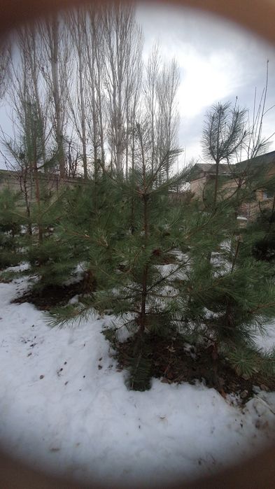 Archa kochatla  kota kichgligiga qarab narhi oʻzgaradi  1