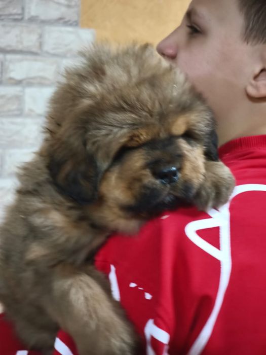 Лучшие представители породы