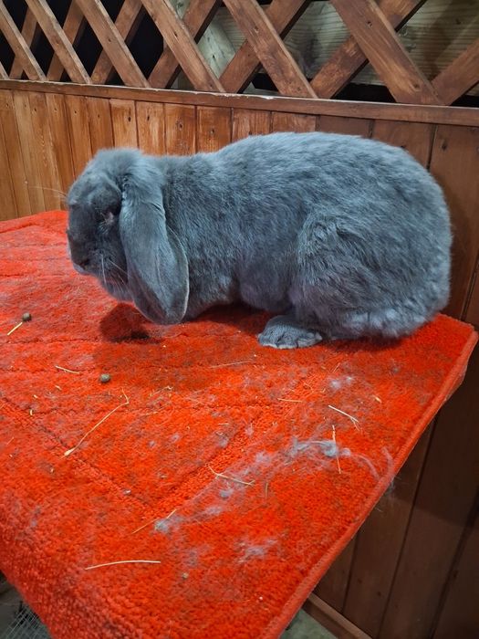 Vând Femela berbec german Albastru