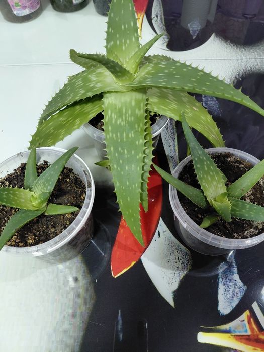 Продам цветы ...