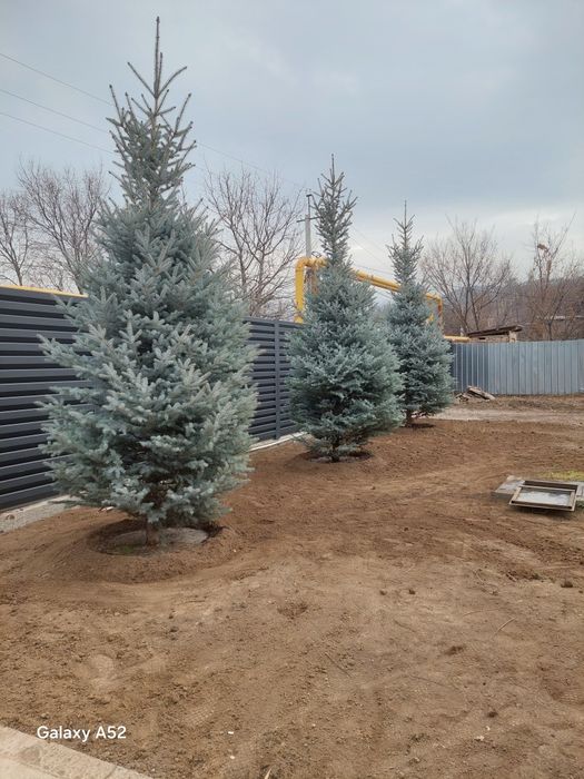 Все виды, обрезки   Ваших деревьев.