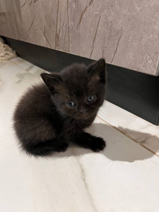 Продаются котята британской шиншиллы