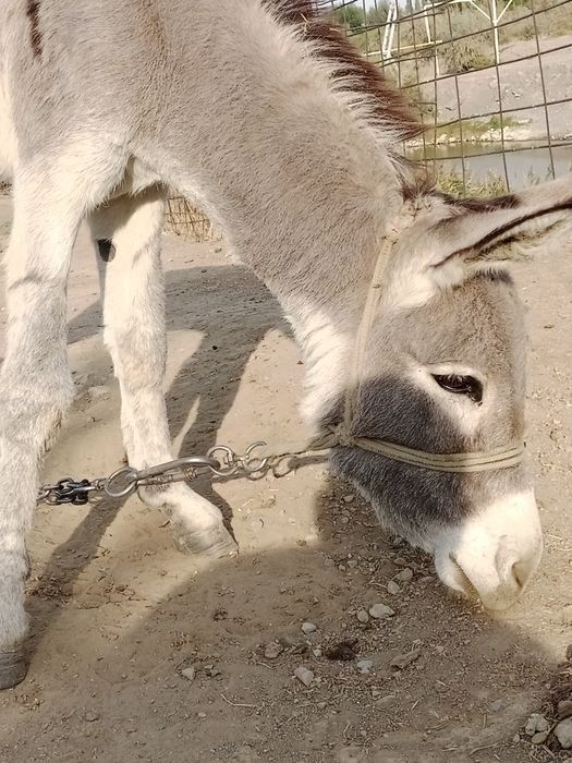 Осёл продается 1.5 год