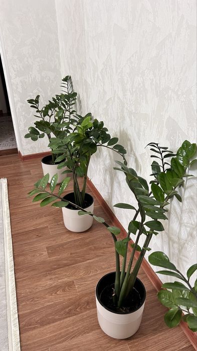 Комнатные растения