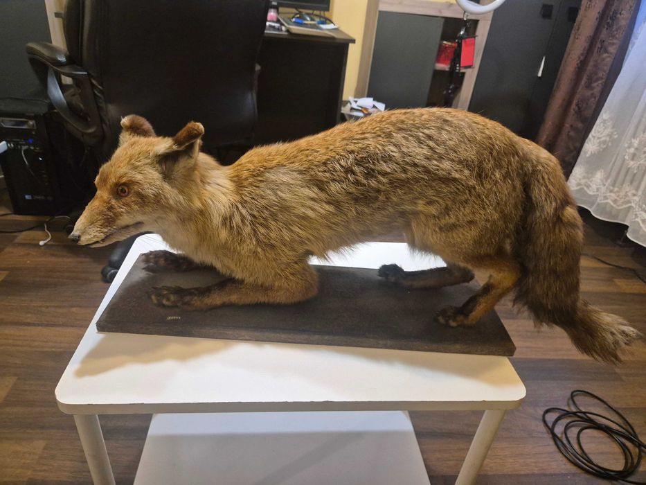 Animale ,pasari inpaiate,taxidermie