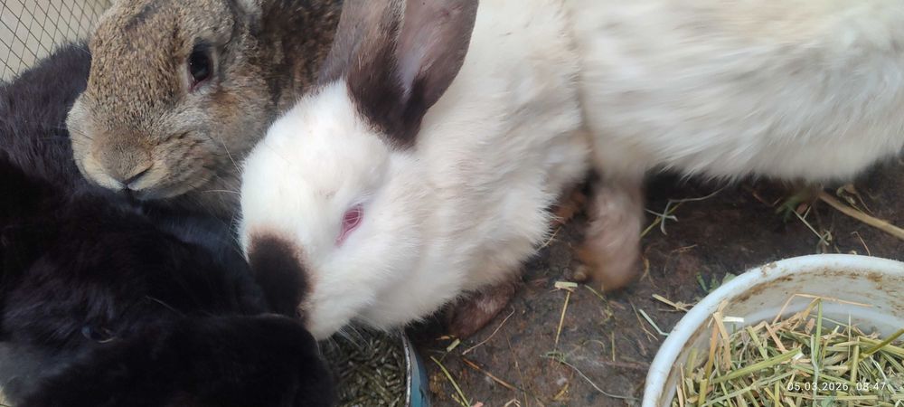 3-4 oylik quyon bolalari sotiladi