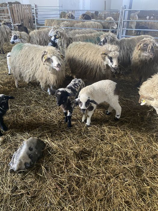 Schimb vand oi fatate cu miei maricei