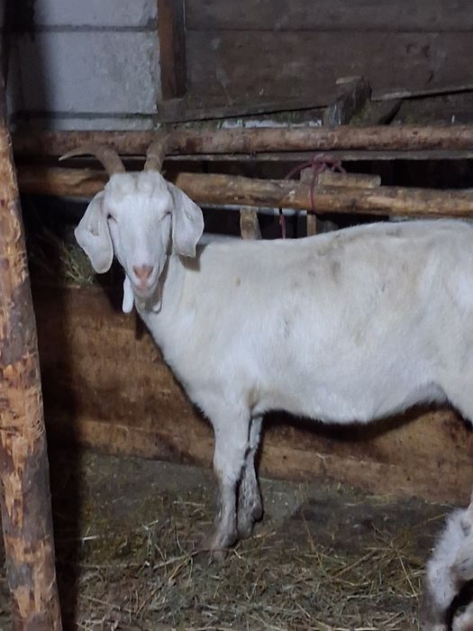 Vând capre anglobiene